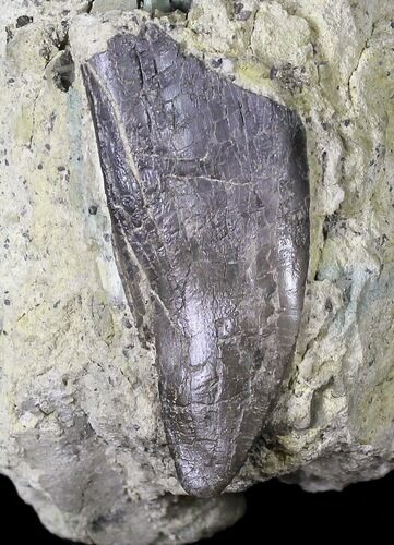 Allosaurus Tooth In Matrix - Skull Creek Quarry #19364